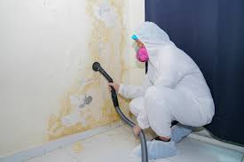 Why You Should Choose Our Mold Remediation Services in Ridgemark, CA